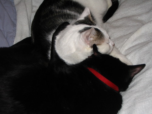 recycle_bot's profile picture. Reduce/Reuse/Recycle.

https://t.co/03BfTHtimY