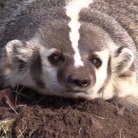 Brooding Badger(@broodingbadger) 's Twitter Profile Photo