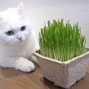 mid_chase's profile picture. 