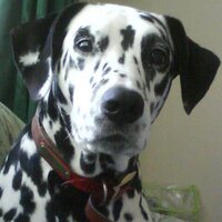 Julie Alderton (@juliea6085) Twitter profile photo