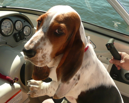 i'm a basset hound