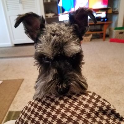 Wife and Mother
progressive and liberal Democrat. Schnauzer mom also. Abby is her name.