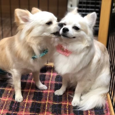 ヨコリーヌ 昨年末 姪っ子が迎えた保護犬のローラ この時には既にフィラリア症の末期で 相談を受けた私は 最期まで大事にしてやるように としか言えませんでした 今日未明 突然発作を起こし息を引き取った と連絡がありました