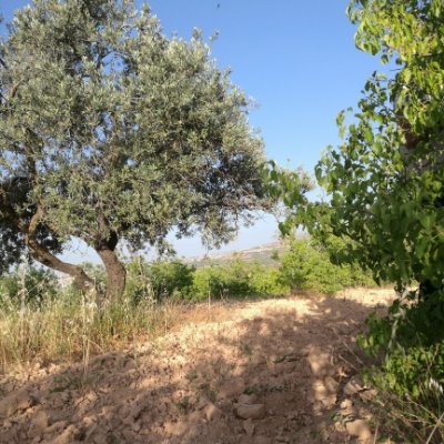 alkhalafabdalla's profile picture. 