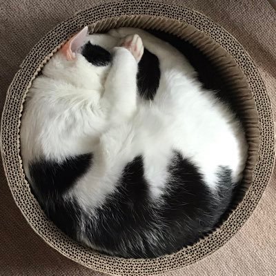 gabchant's profile picture. 愛猫アントニオ&シャルロットに、みかん&はっさく(娘の猫)と、孫達と、ディズニーリゾートと、映画と、京都と、酒と美味しいものが 大好きなおっさん 。 愛猫の写真を自慢しつつ、自分の日常をボヤきます。 無言フォローは、許してつかぁさいm(__)m