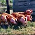 Stonebridge Cottage Farm (@farmstonebridge) Twitter profile photo Stonebridge Cottage Farm (@farmstonebridge) Twitter profile photo
