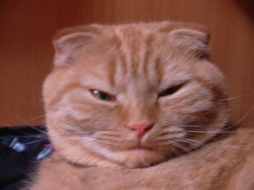 fortunepool's profile picture. 大阪市住吉区の住宅街のちいさな雑貨店メアリー・ブラウンです。