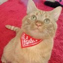 Lisa Coleman - @coolcat1304 - Twitter
