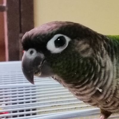 I post/retweet nature (especially birds), trans issues, film and video game stuff! he/him 💉11/02/2019 https://t.co/75n789wDob