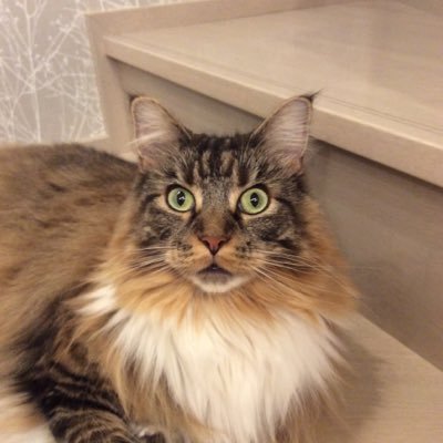 ogryo2's profile picture. 趣味の事などツイートします。普段は楽曲制作をしております。