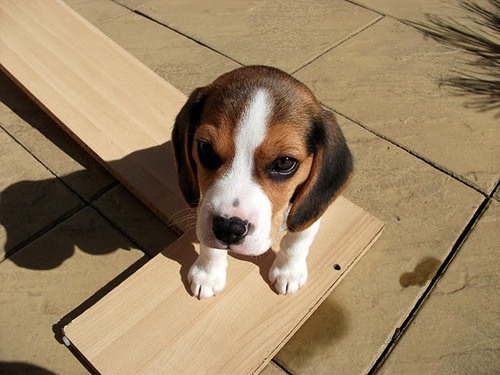 CooperTheBeagle's profile picture. 3 year old Beagle still getting used to my new human brothers - they're smaller than me (only just now though!) 

Instagram: CooperBeagle