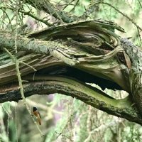 Dilly the Birder (@birderdilly) 's Twitter Profile