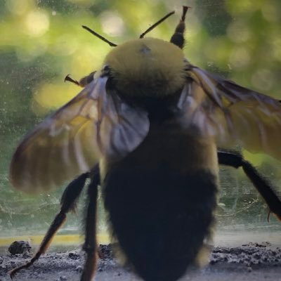 BumblebeeSLC's profile picture. Community scientist: Bumblebees! Proud parent. Nature nut. Enthusiastic gardener. Often political. Former LEO. He/him. Climate change is real. BLM.