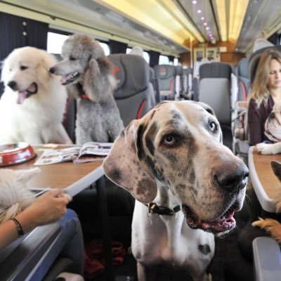 photos of dogs on trains. send them in via DM