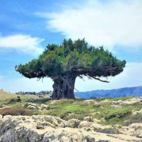 ArdıcAgacı (@o_r_m_a_n) 's Twitter Profile Photo