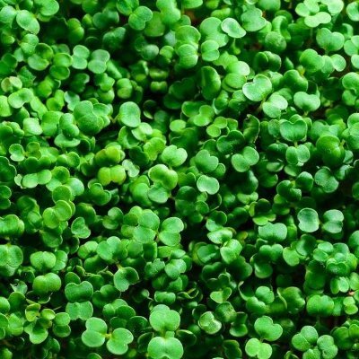 #microgreens