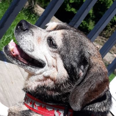 ADeadTroll1's profile picture. A 19 year old bro how loves to draw