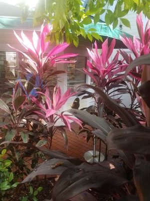 daFoxy_Roxy's profile picture. 