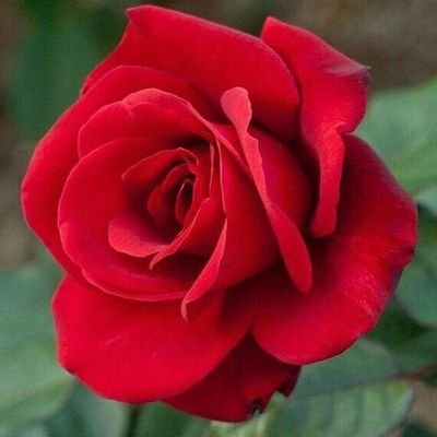 Molly. I Rosens navn ! 🌹さんのプロフィール画像