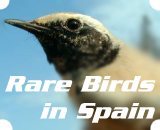 Ultimate 22 years in a row source of easy-to-follow information on rare bird sightings in Spain.From year 2020 on twitter replaces the web as main info source