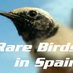 Rare Birds in Spain (@rarebirdspain) Twitter profile photo