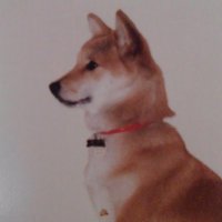 新しい仔犬のしっぽ(@NEWSHIPPOH30320) 's Twitter Profile Photo