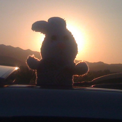 Aennesser's profile picture. Proud mom of the coolest bunny in the world!