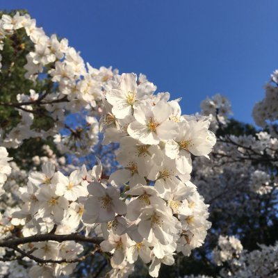 英日字幕翻訳者 韓国語学習中
TOEIC955/アロマ検定一級/永遠のダイエッター/断捨離/男の子育児/高血圧