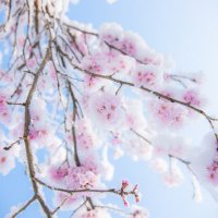 雪桜@取引垢 (@yukizakura_rs) 's Twitter Profile