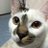 ねこ助