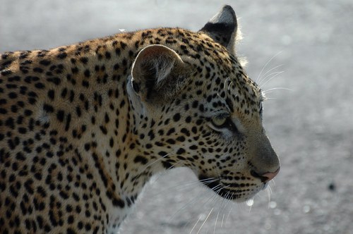 xseringe's profile picture. 