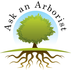 Ask an Arborist, the tree care answer engine. We answer tree trimming, tree removal and tree species care questions for free. ISA certified tree experts🌲🌳🌴❓