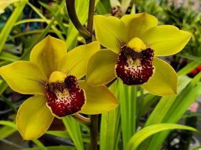 I might be an orchid junkie. Raising plants in zone 11a and attempting to turn my home into a greenhouse without alerting the neighbors or husband.
