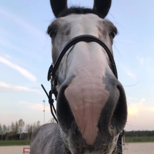 Passion for horses🐎 tennis ALTA Amersfoort🎾 Feyenoord Rotterdam⚽️ supply chain🔗Coach life and business🧭