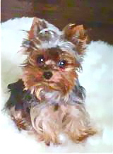I am NOT a teacup I'm just small!!!!!!
Stay tuned for my adventures!
XO Oscar the Condo Dog