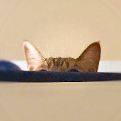 nekoneko1906's profile picture. 預かっている保護猫の日々やひとりごとをぽちぽち。 メインログはInstagram。 会で里親募集中の子たちはこちらのサイトにまとまってます※OMUSUBIの更新者ではありません。 ⏩https://t.co/QW5HMn1p16
