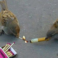 Deli Bir Garip (@delibirgarip1) Twitter profile photo