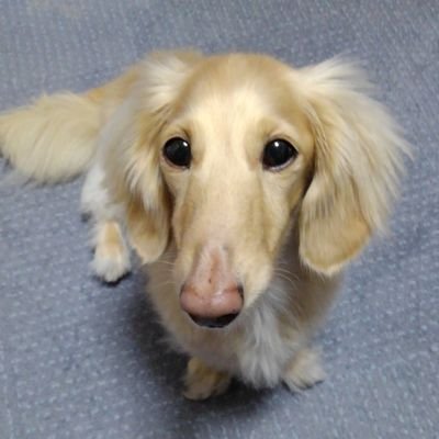 まやたろう やきとり家 すみれ 武蔵境 デラックス弁当800 今日もテイクアウト 駅前の焼き鳥店 焼き鳥に唐揚げ タレご飯のdx弁当を 期待の焼き鳥は 冷めてたし普通 でも ゴロリと大きな唐揚げは 衣サックリ肉はジューシー 生姜やにんにくを感じ