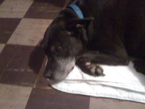 chiploving's profile picture. Addison, good dog!