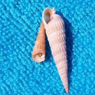 Lover of Animals & the Beach #seashells #ebayROCteam 
https://t.co/Z8Lu8ox9Y7
https://t.co/UfeZYLmBu1