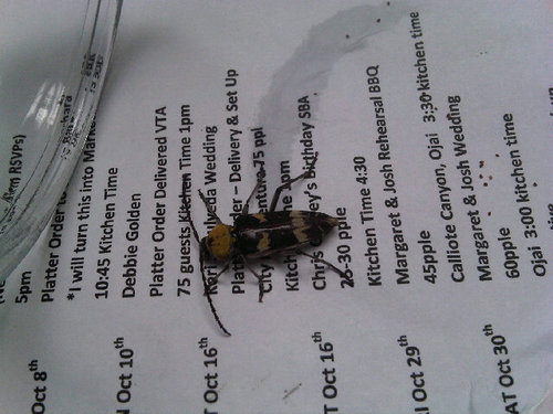 bugkiller72's profile picture. 