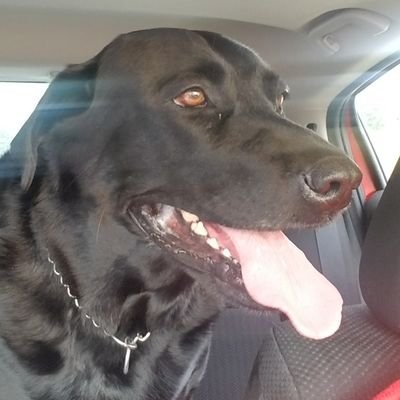 torihansen1116's profile picture. softball/baseball mom