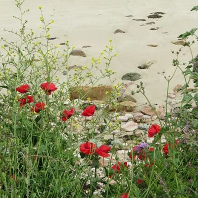 SallyB_I's profile picture. Wildlife, nature and photographer enthusiast.
(Pictures are my own & copyright applies, tweets are my own views, unless retweeted.)