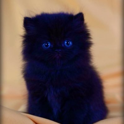 svlkka's profile picture. I breathe science.