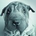 Помёт писца (@uberhund1) Twitter profile photo Помёт писца (@uberhund1) Twitter profile photo