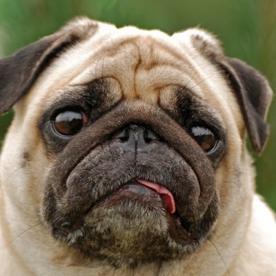 Anthony7988's profile picture. just an account for a sneaky person