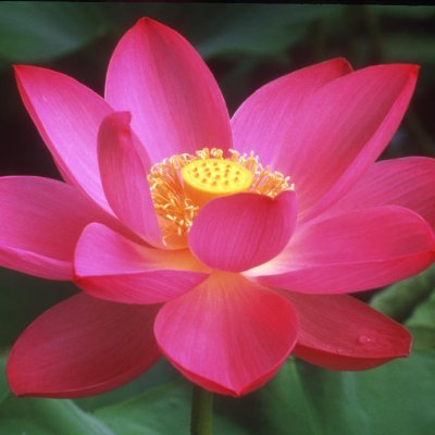 natalie_ming's profile picture. 