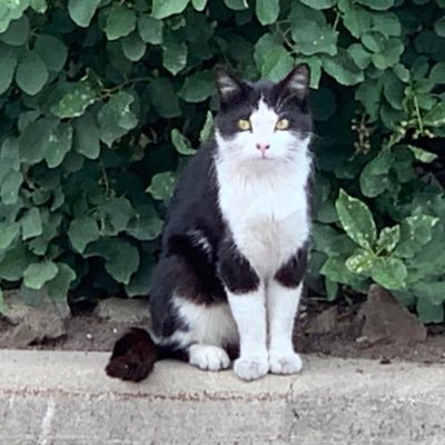 My friends & I live at 20th & Blake around MLB’s best ballpark. Huge fan of the Rockies, anything feline & appearing in random places. Account by @lovetherox