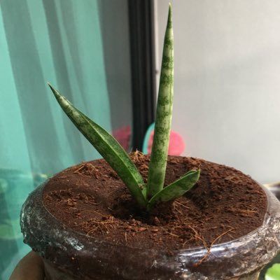 PNat56's profile picture. 