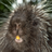 Iamporcupine1's profile image